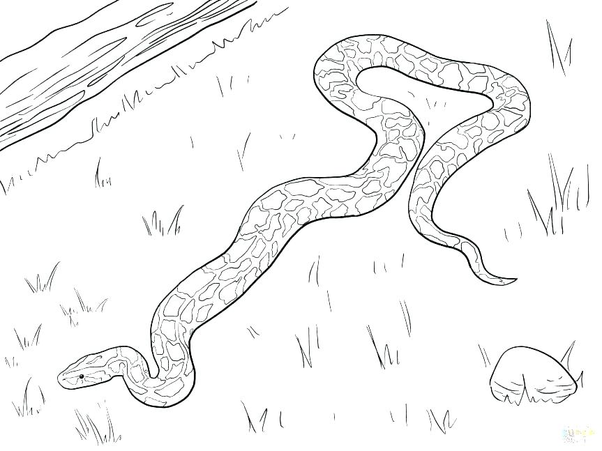863x647 Rattlesnake Coloring Pages