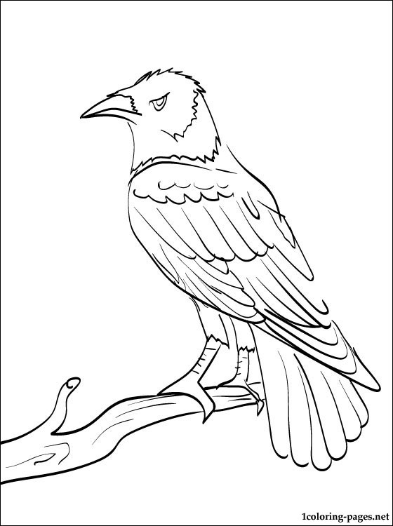 560x750 Raven Coloring And Printable Page Coloring Pages