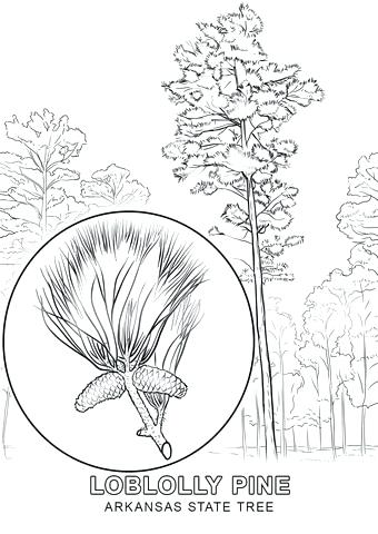 340x480 Arkansas Coloring Pages Click To See Printable Version Of State