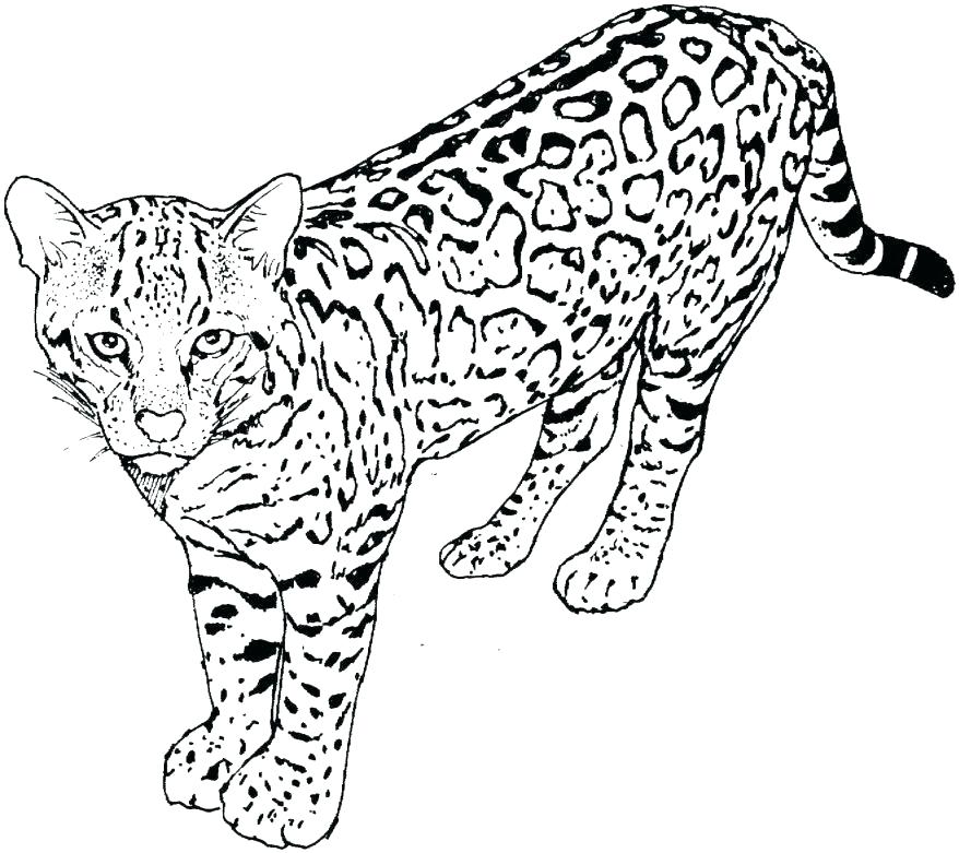 Real Cat Coloring Pages at GetColorings.com | Free printable colorings ...