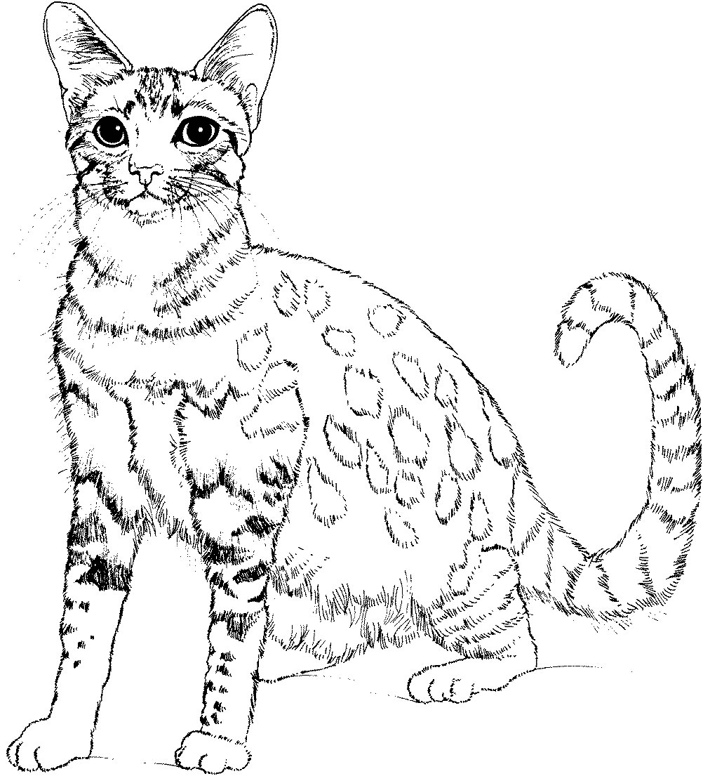 Printable Realistic Cat Coloring Pages - Printable Blank World
