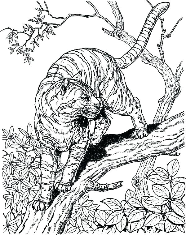 Real Cat Coloring Pages at GetColorings.com | Free printable colorings ...