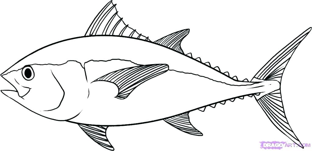 1024x497 Fish Images For Coloring Coloring Pages Fish Real Fish Coloring