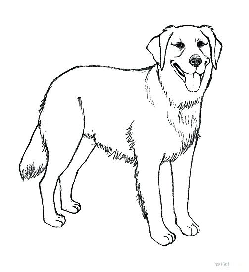Dogs Coloring Page Lovely Realistic Dog Coloring Pages 503x549 Dogs Coloring Page Lovely Realistic Dog Coloring Pages