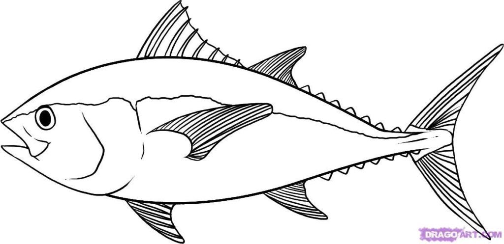 Real Fish Coloring Pages Az Coloring Pages In Style 1024x497 Real Fish Coloring Pages Az Coloring Pages In Style