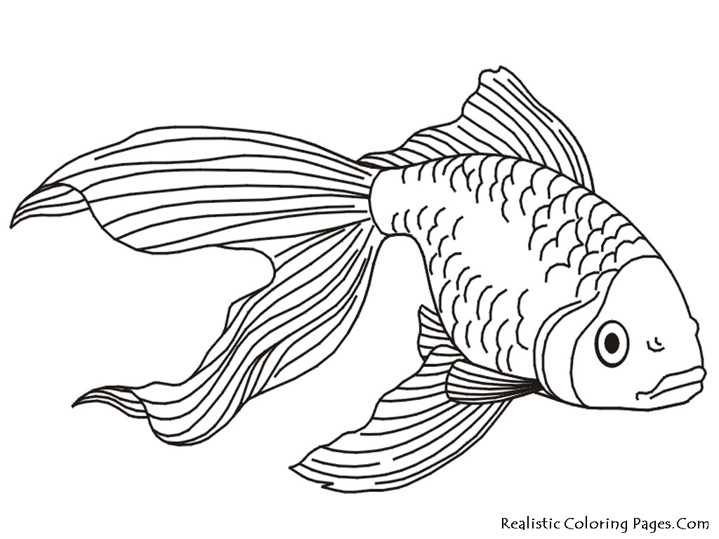 Fish Coloring Pages For Boys Look Like It Is Real Just Colorings 1024x768 Fish Coloring Pages For Boys Look Like It Is Real Just Colorings