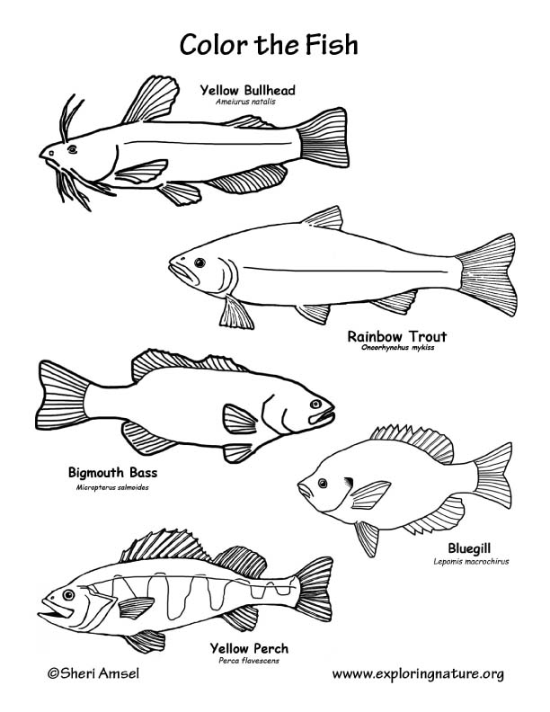 Coloring Pages. Freshwater Fish Coloring Pages 612x792 Coloring Pages. Freshwater Fish Coloring Pages