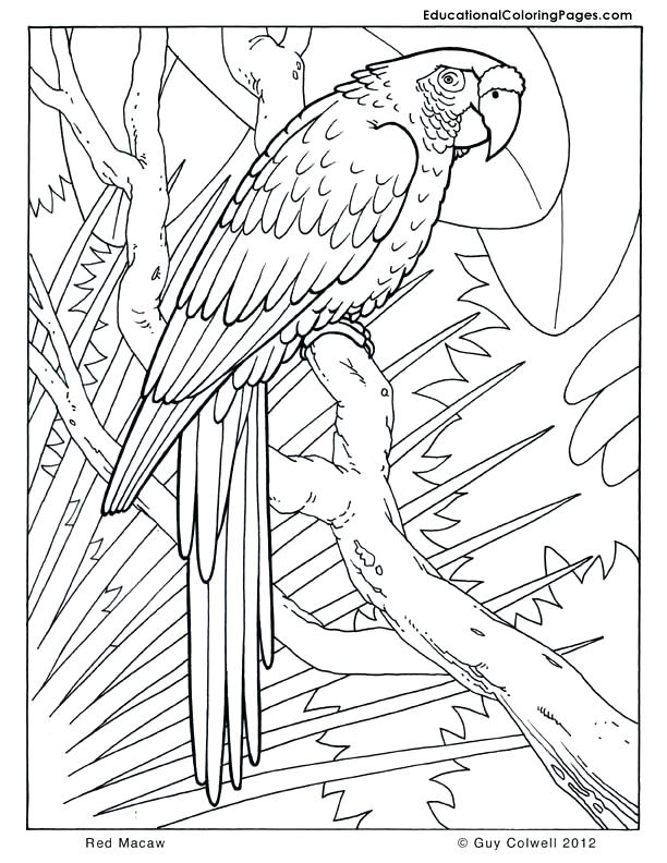 Real Coloring Pages Monumental Real Animal Coloring Pages Cool 612x792 Real Coloring Pages Monumental Real Animal Coloring Pages Cool