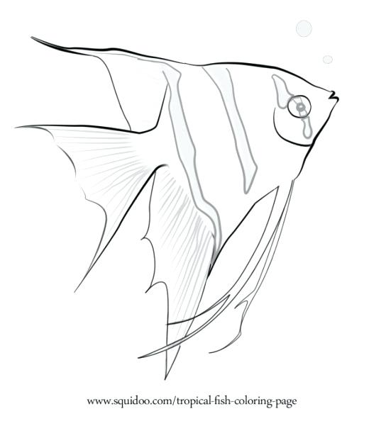 520x594 Angel Fish Coloring Page Drawn Angelfish Realistic 5 Angel Fish