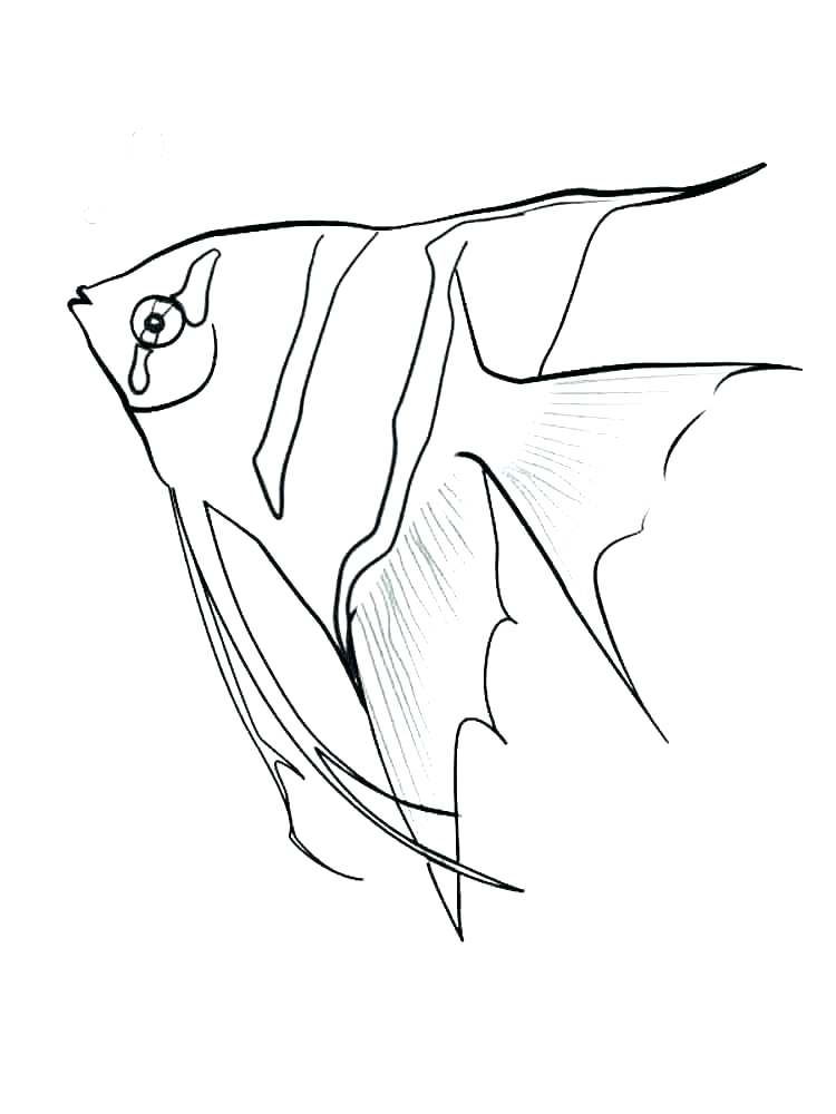 750x1000 Realistic Fish Coloring Pages Realistic Fish Coloring Pages Page