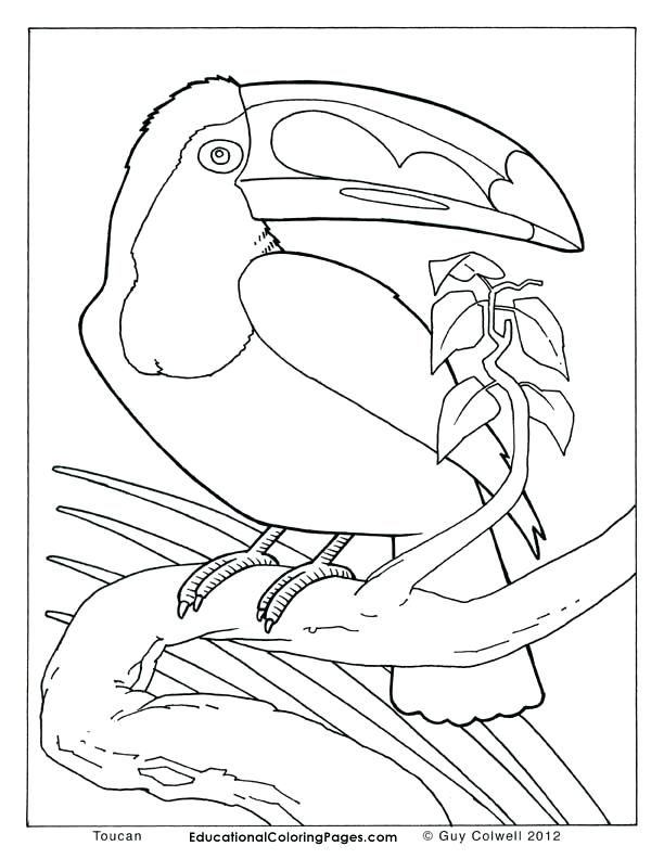 612x792 Animal Color Pages Free Coloring Pages Of Realistic Animals