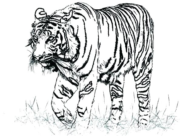600x451 Realistic Animal Coloring Pages With Realistic Animal Coloring
