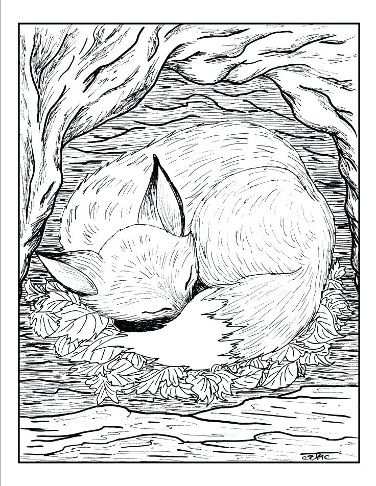 Cute Animal Coloring Pages Realistic Coloring Pages Of Animals 736x952 Cute Animal Coloring Pages Realistic Coloring Pages Of Animals