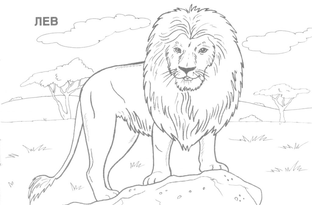 Free Printable Realistic Animal Coloring Pages 1024x673 Free Printable Realistic Animal Coloring Pages