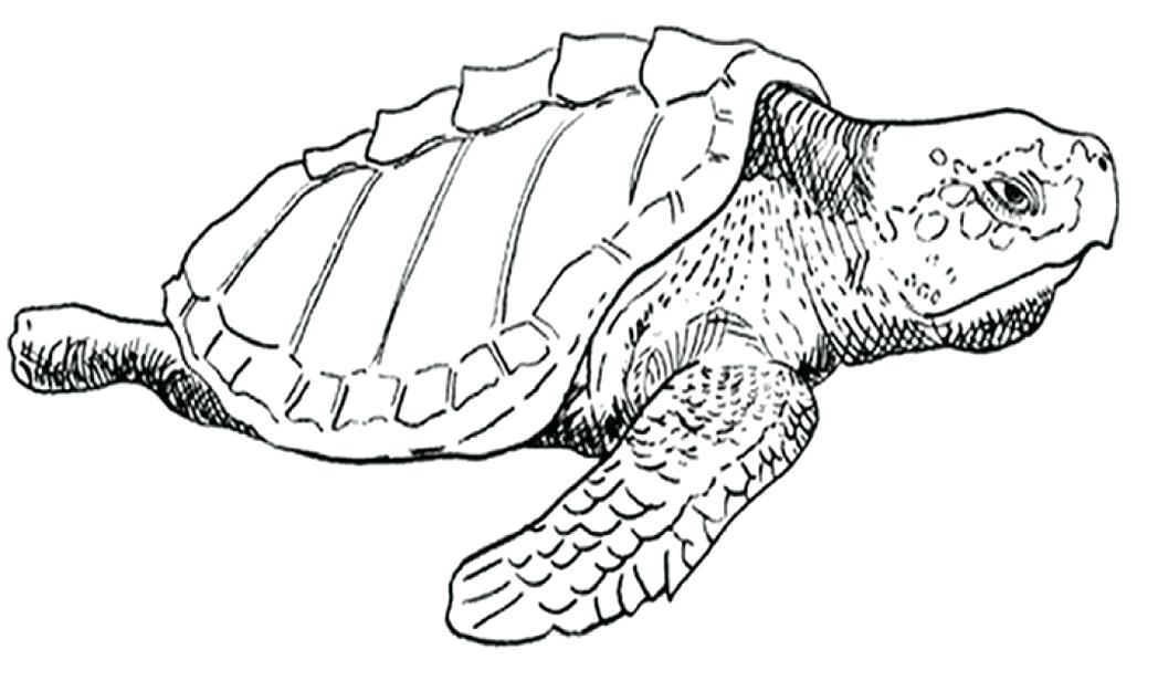 Realistic Animal Coloring Pages Wild Animals Coloring Pages Print 1048x616 Realistic Animal Coloring Pages Wild Animals Coloring Pages Print