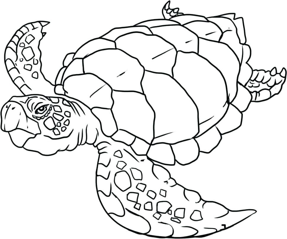Realistic Coloring Pages Animals Realistic Coloring Pages 970x807 Realistic Coloring Pages Animals Realistic Coloring Pages