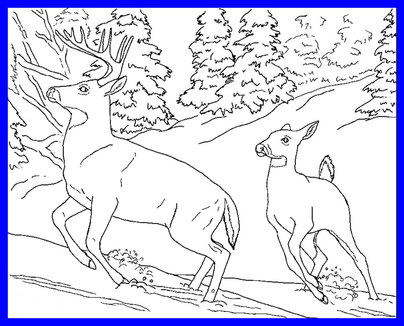 Stunning Realistic Animal Coloring Pages Collection Printable Pics 1560x1260 Stunning Realistic Animal Coloring Pages Collection Printable Pics