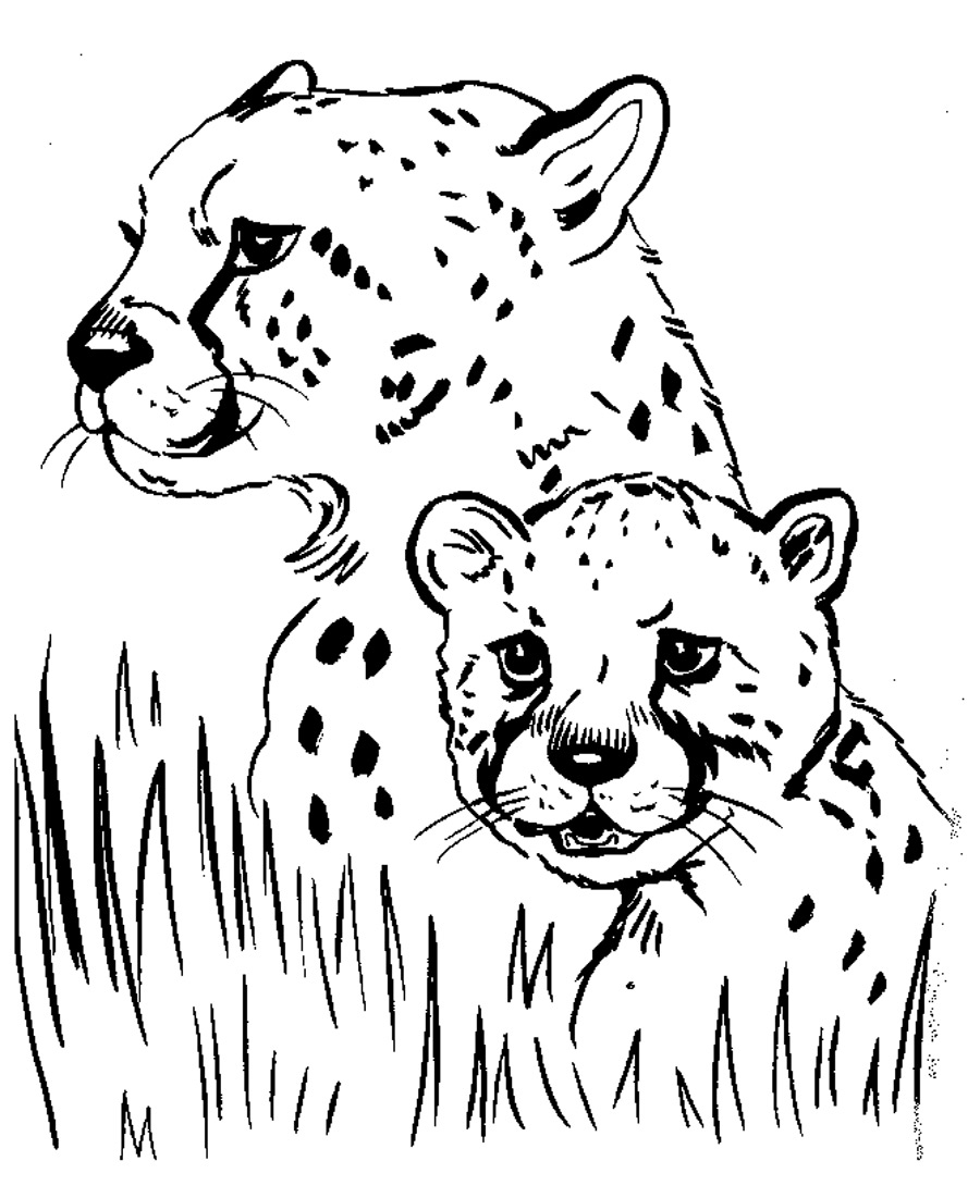 Cheetah Family Coloring Pages To Realistic 900x1101 Cheetah Family Coloring Pages To Realistic