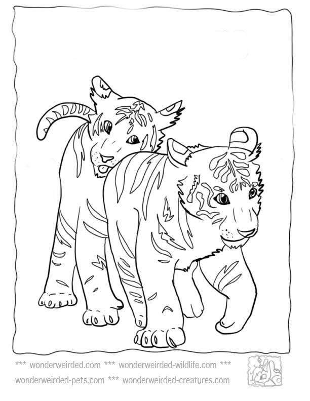 Baby Tiger Coloring Pages 612x792 Baby Tiger Coloring Pages