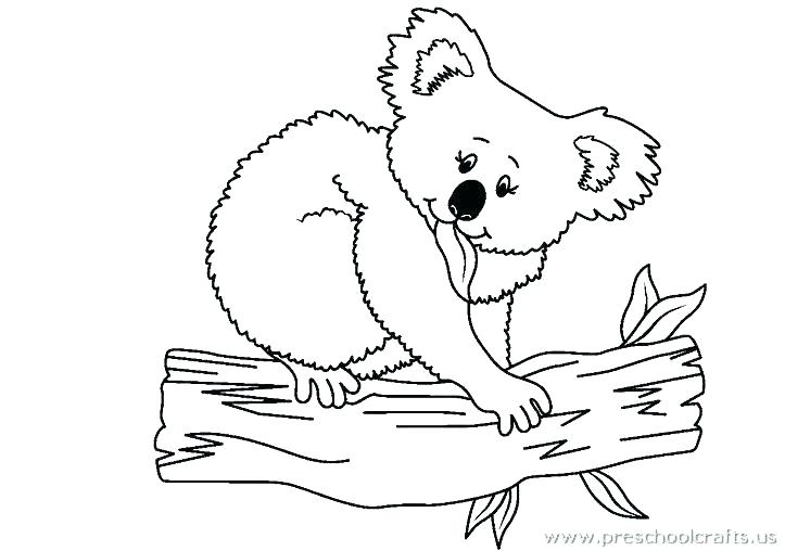 Koala Bear Coloring Pages Funny Koala Bear Coloring Page Realistic 723x508 Koala Bear Coloring Pages Funny Koala Bear Coloring Page Realistic