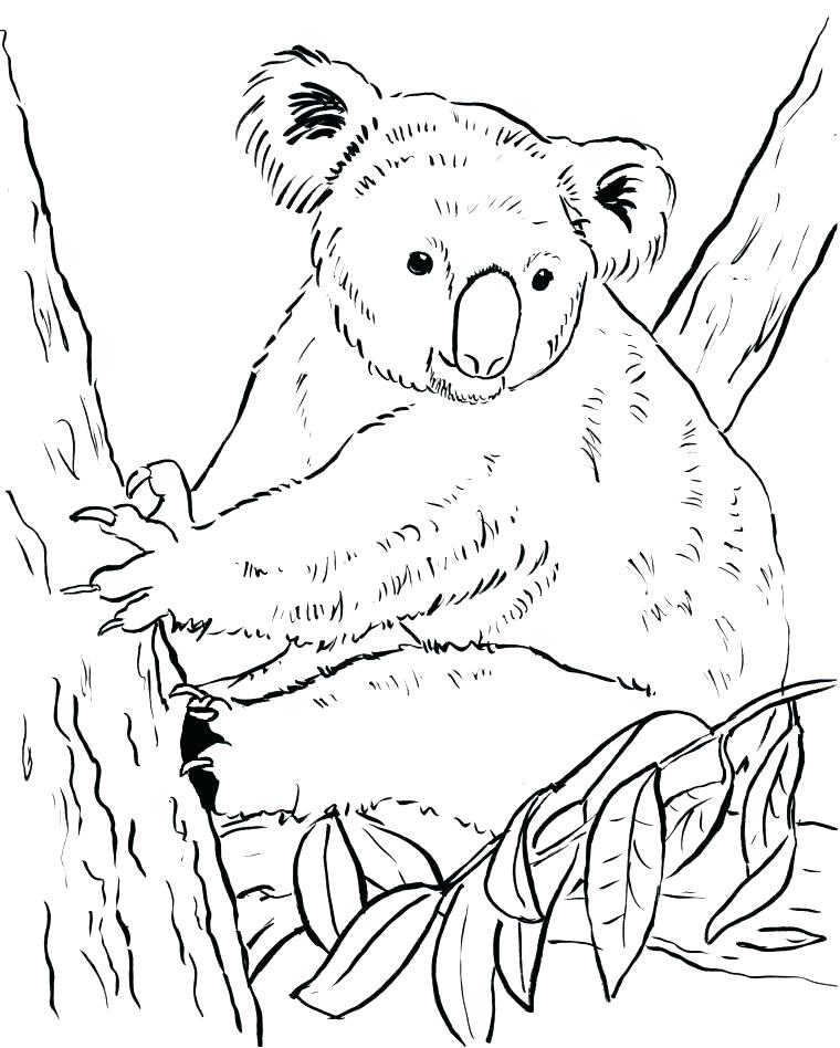 Koala Coloring Page Printable Koala Coloring Pages Bear Page Bell 760x948 Koala Coloring Page Printable Koala Coloring Pages Bear Page Bell