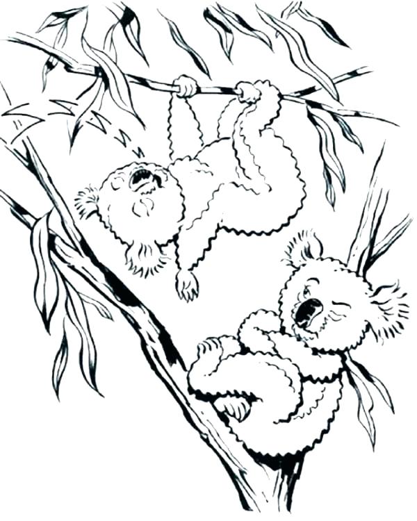 Koala Coloring Pages Koala Coloring Pages Realistic Koala Bear 600x750 Koala Coloring Pages Koala Coloring Pages Realistic Koala Bear
