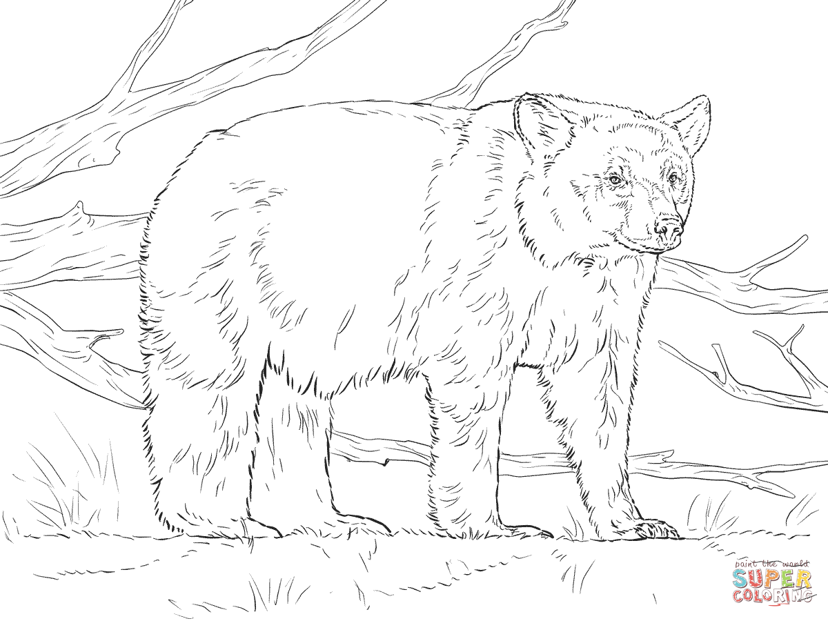 Realistic American Black Bear Coloring Page Supercoloring 1200x900 Realistic American Black Bear Coloring Page Supercoloring