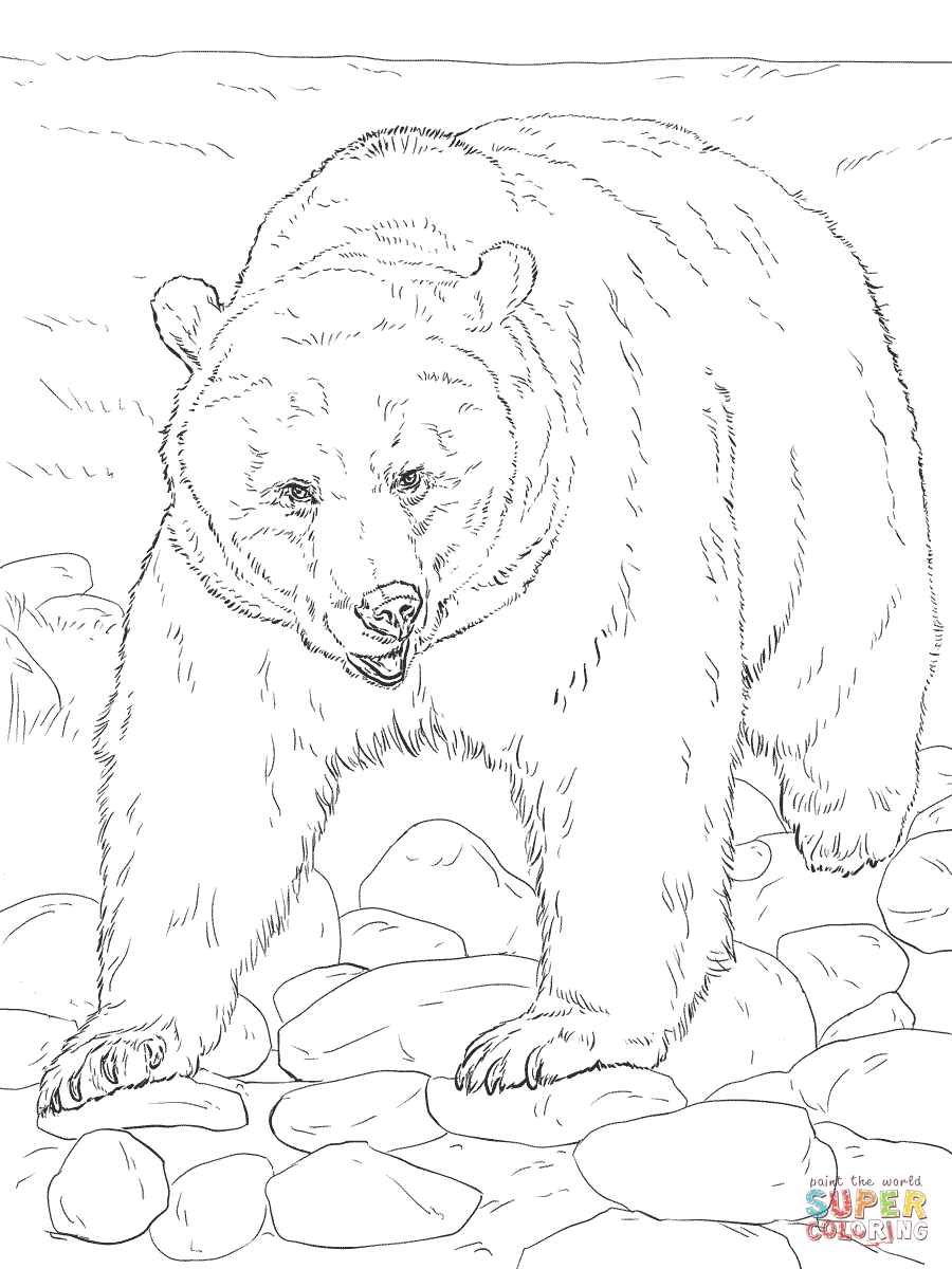 Realistic Grizzly Bear Coloring Page Free Printable Coloring Pages 900x1200 Realistic Grizzly Bear Coloring Page Free Printable Coloring Pages