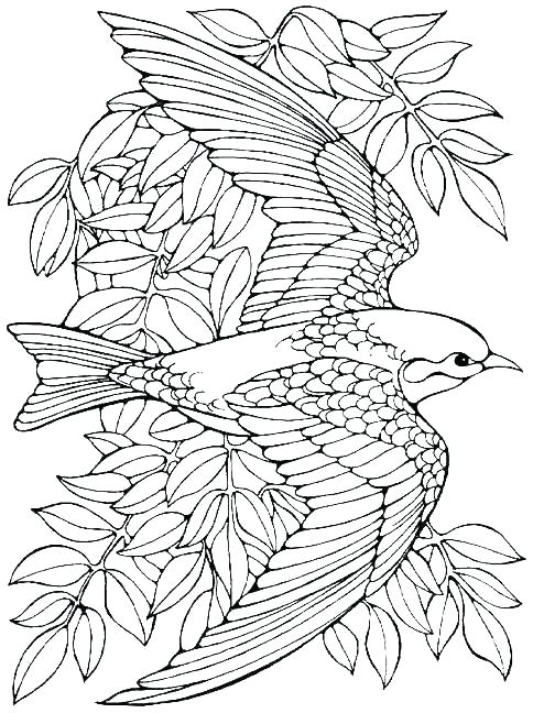 Coloring Pages For Birds Free Coloring Pages Of Birds Cute Bird 484x648 Coloring Pages For Birds Free Coloring Pages Of Birds Cute Bird