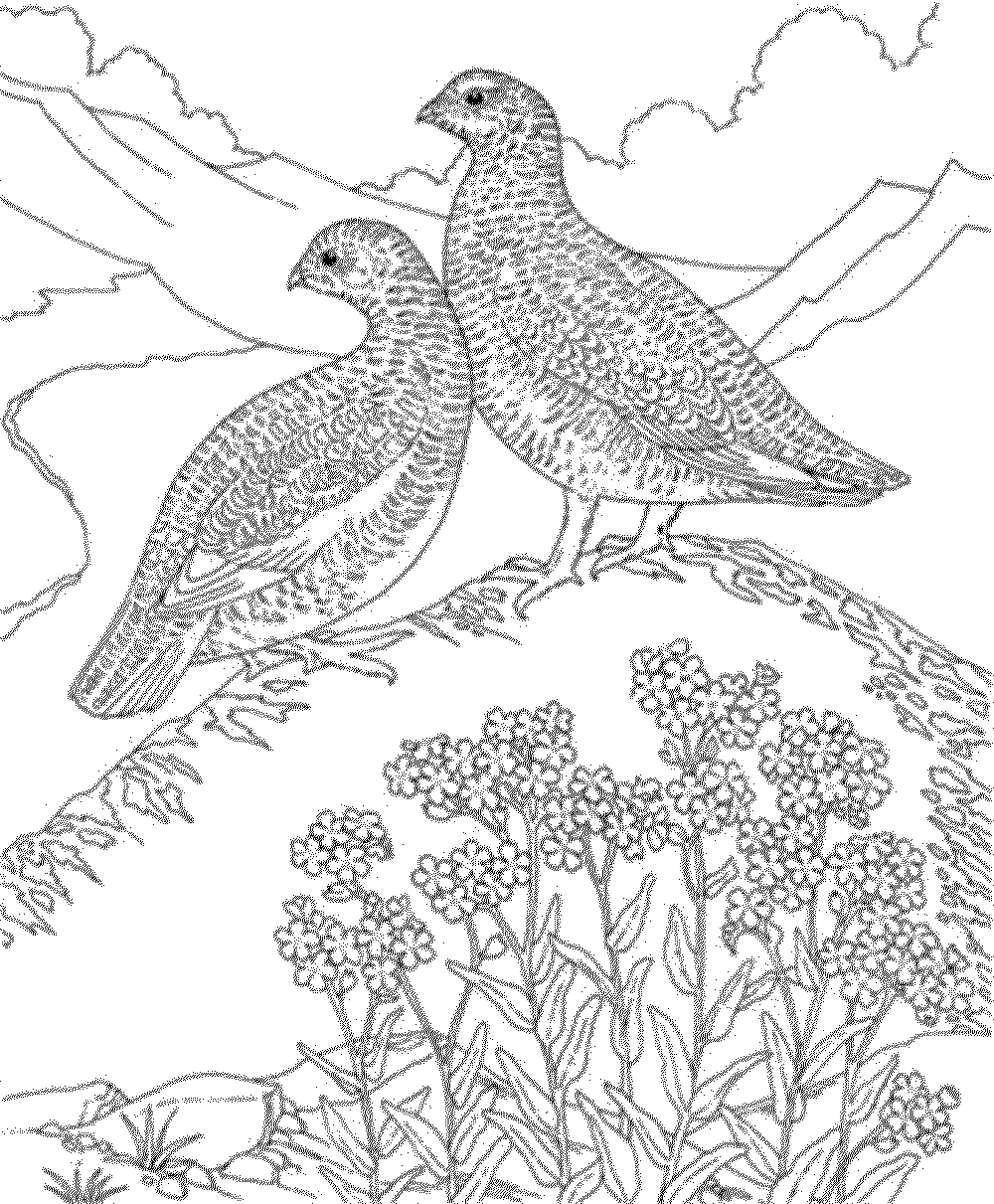 Couple Realistic Birds Coloring Pages 1000x1211 Couple Realistic Birds Coloring Pages