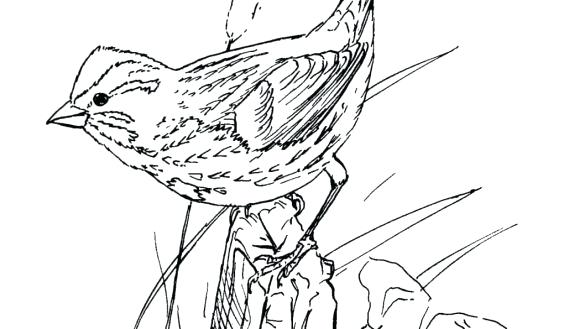 Free Bird Coloring Pages Printable Advanced Bird Coloring Pages 585x329 Free Bird Coloring Pages Printable Advanced Bird Coloring Pages