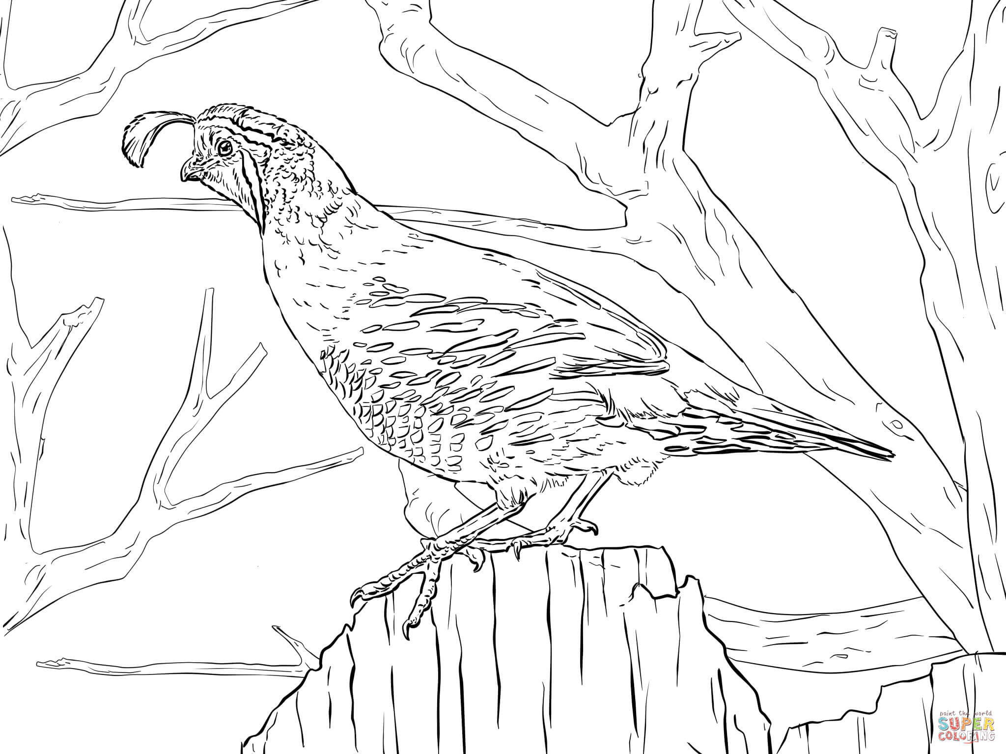Inspiration Coloring Realistic Bird Coloring Pages 2048x1536 Inspiration Coloring Realistic Bird Coloring Pages