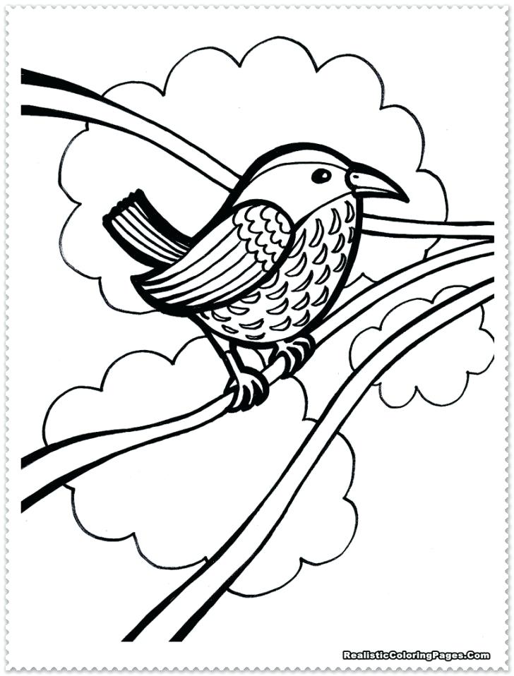 Lovely Realistic Bird Coloring Pages For Books With Of Animals 728x958 Lovely Realistic Bird Coloring Pages For Books With Of Animals