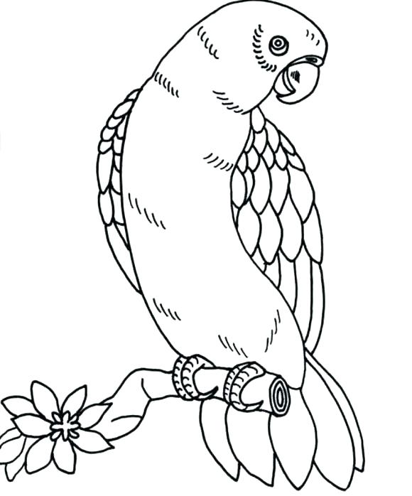Realistic Bird Coloring Pages Bird Coloring Book Together 580x698 Realistic Bird Coloring Pages Bird Coloring Book Together