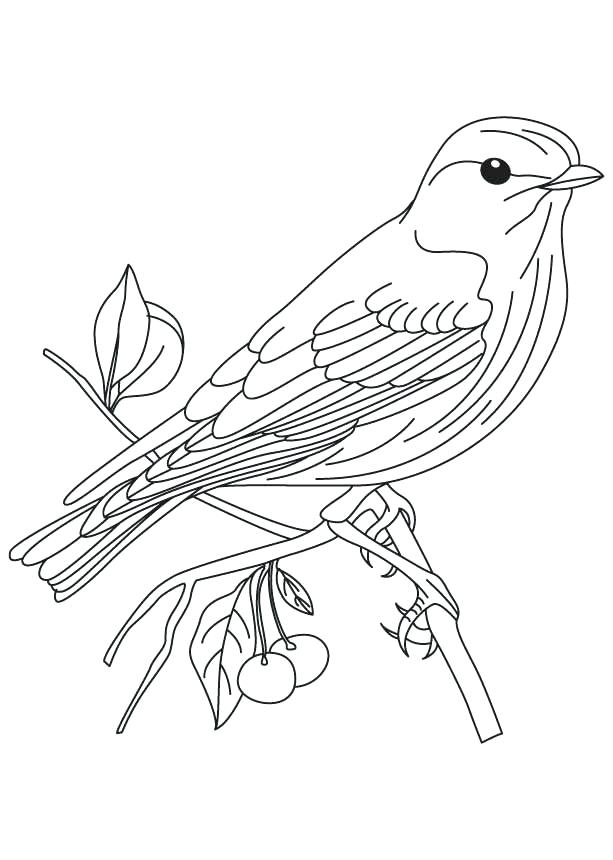 Realistic Bird Coloring Pages Blue Bird Cartoon Coloring Pages 613x860 Realistic Bird Coloring Pages Blue Bird Cartoon Coloring Pages