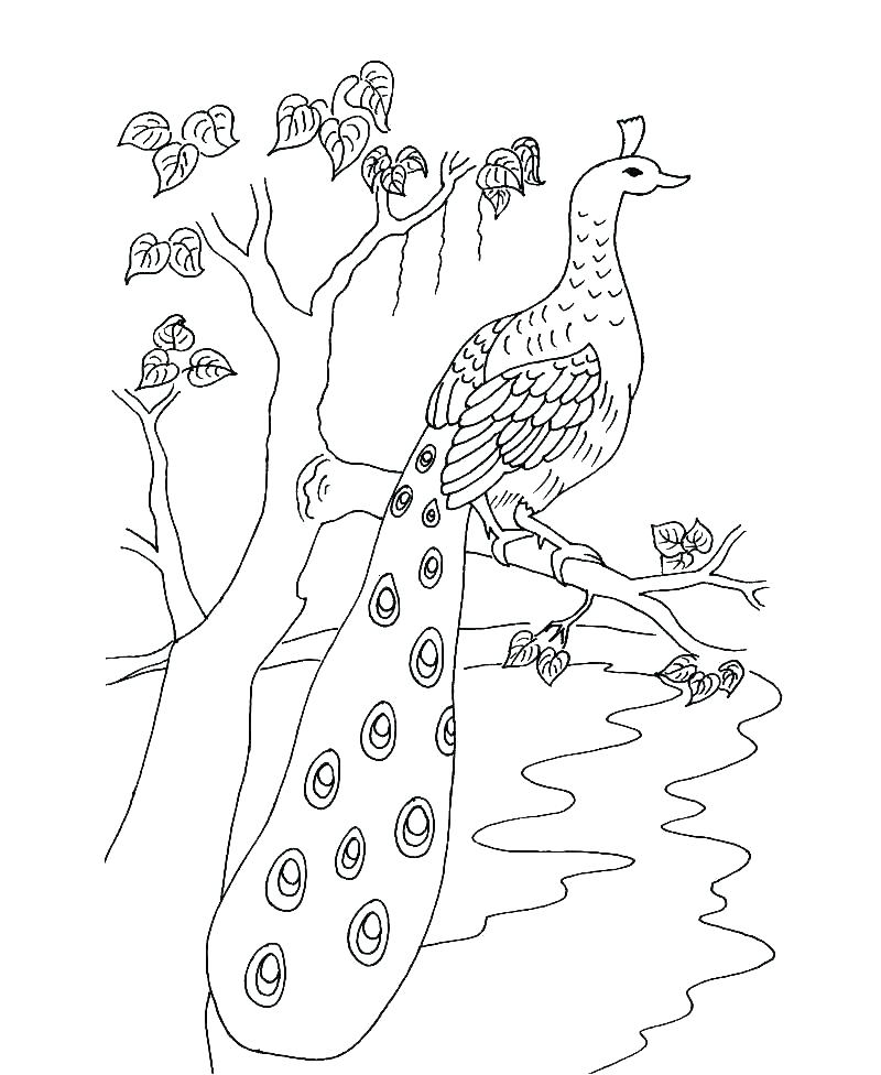 Realistic Bird Coloring Pages For Adults Angry Self Esteem B 800x976 Realistic Bird Coloring Pages For Adults Angry Self Esteem B