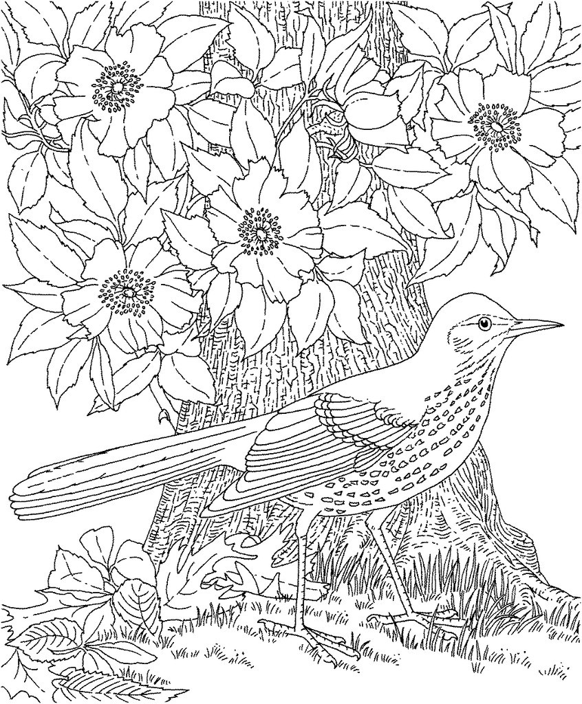 Realistic Bird Coloring Pages For Adults Best Of Birds Adult 846x1024 Realistic Bird Coloring Pages For Adults Best Of Birds Adult
