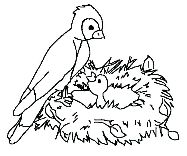 Realistic Bird Coloring Pages Medium Size Of Birds Coloring Pages 728x606 Realistic Bird Coloring Pages Medium Size Of Birds Coloring Pages