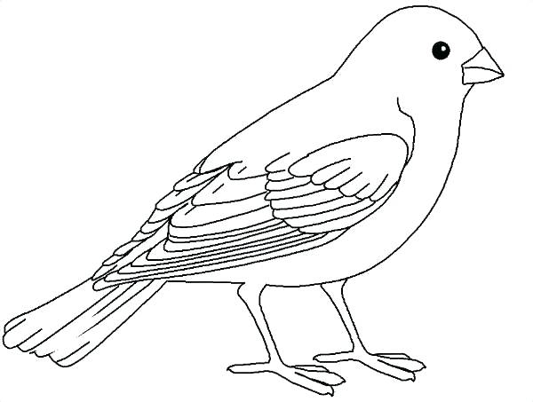 Realistic Bird Coloring Pages Realistic Bird Coloring Pages Plus 600x453 Realistic Bird Coloring Pages Realistic Bird Coloring Pages Plus