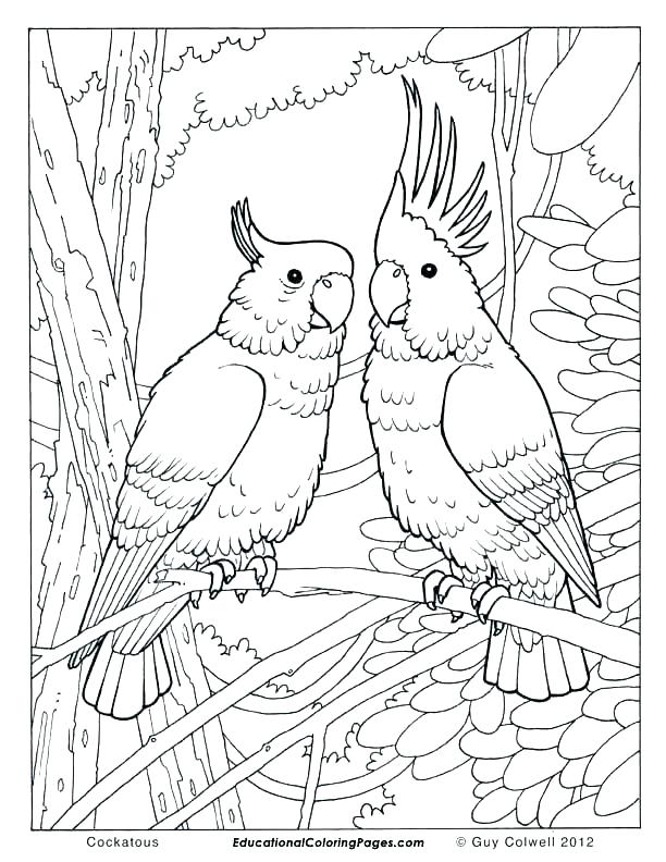 Robin Bird Coloring Pages Baby Bird Coloring Page Robin Bird 612x792 Robin Bird Coloring Pages Baby Bird Coloring Page Robin Bird