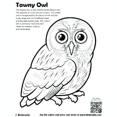Birds Coloring Page Coloring Page With Angry Birds Bird Coloring 400x400 Birds Coloring Page Coloring Page With Angry Birds Bird Coloring