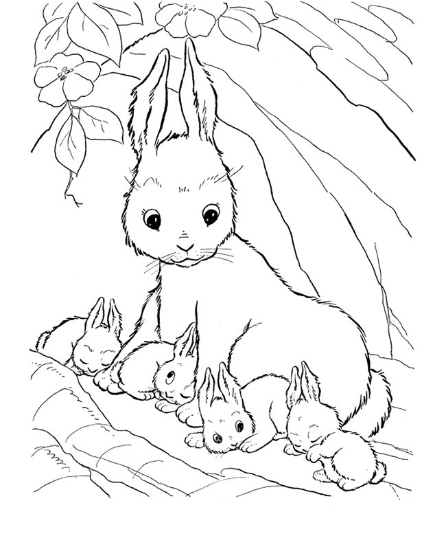 Realistic Bunny Coloring Pages Lovely Farm Animal Template Animal 650x796 Realistic Bunny Coloring Pages Lovely Farm Animal Template Animal