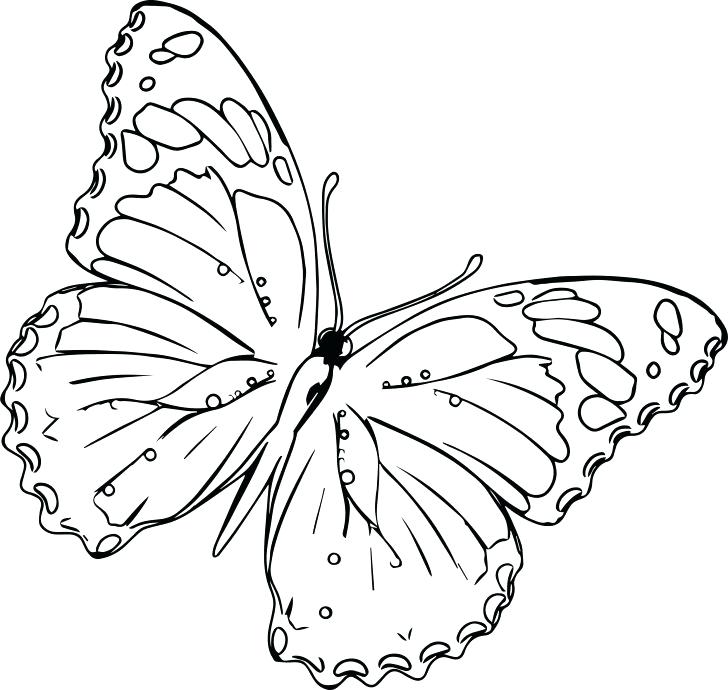 Butterfly Coloring Pages Images Realistic To Print Free Up View 728x690 Butterfly Coloring Pages Images Realistic To Print Free Up View