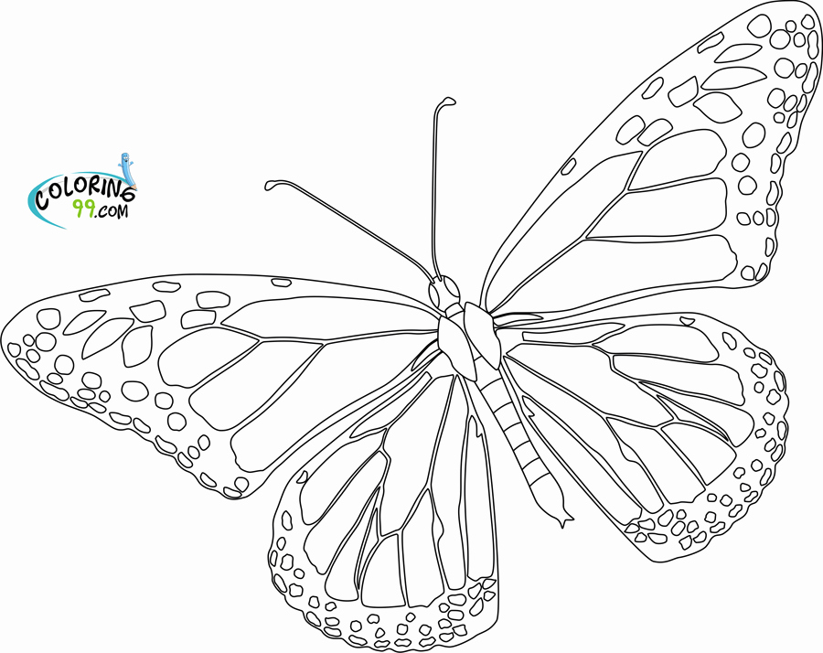 Butterfly Coloring Pages Realistic Butterfly Coloring Pages 900x714 Butterfly Coloring Pages Realistic Butterfly Coloring Pages
