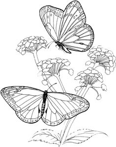 Butterfly With Flowers Coloring Pages Butterfly And Flower 236x298 Butterfly With Flowers Coloring Pages Butterfly And Flower