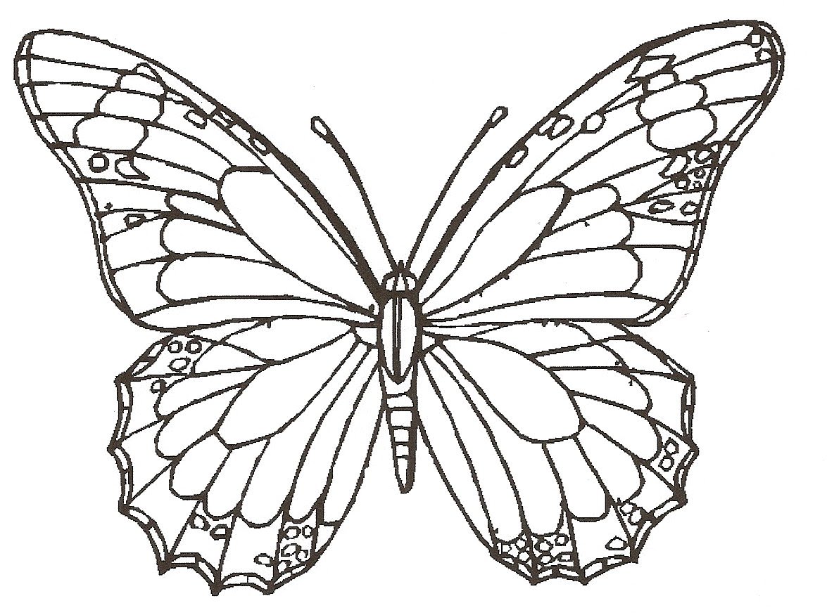 Realistic Butterfly And Flower Drawing 1175x875 Realistic Butterfly And Flower Drawing