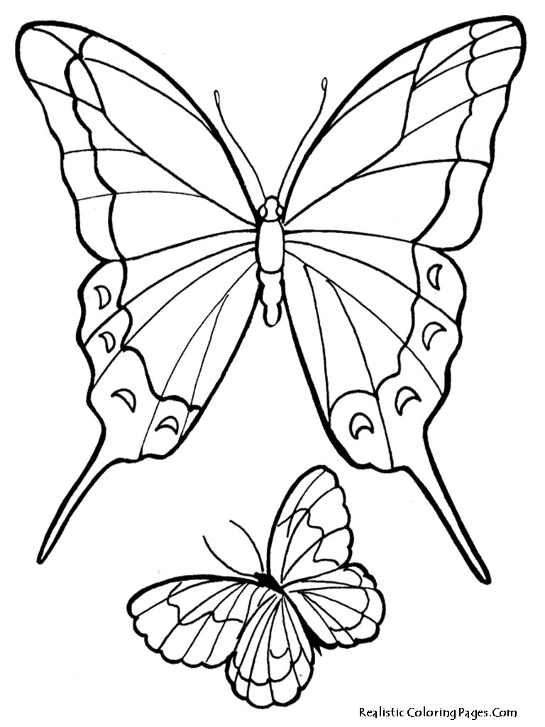 Realistic Butterfly Coloring Pages 768x1024 Realistic Butterfly Coloring Pages