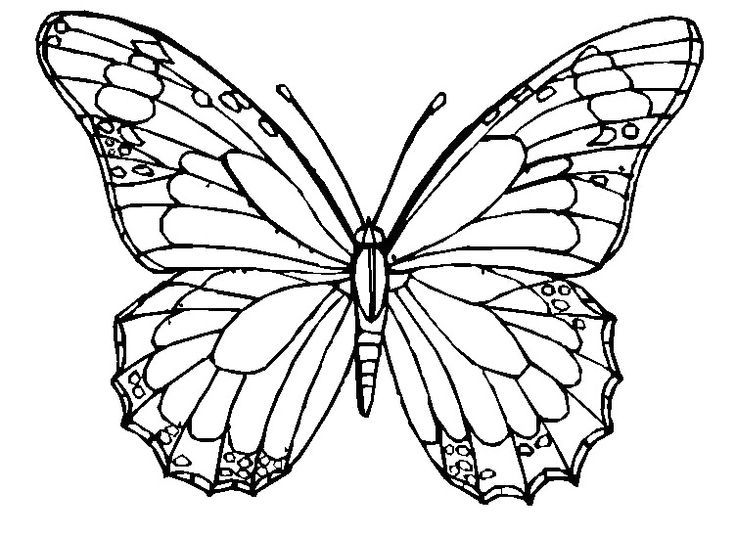 Realistic Butterfly Coloring Pages Bgcentrum 736x536 Realistic Butterfly Coloring Pages Bgcentrum