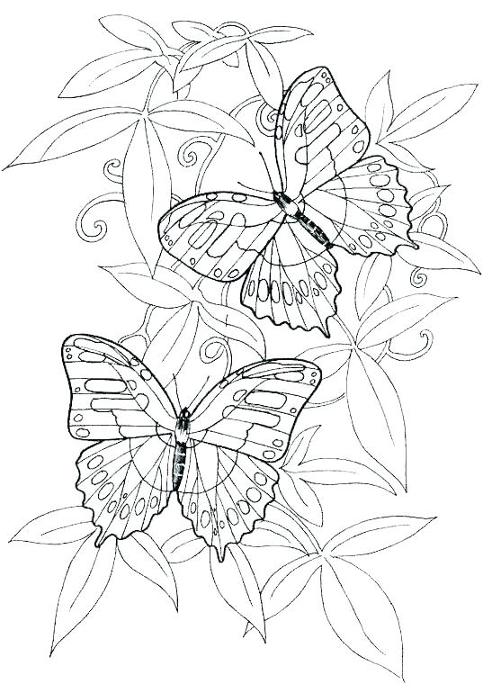 Realistic Flower Coloring Pages Be Flower Coloring Pages Realistic 537x760 Realistic Flower Coloring Pages Be Flower Coloring Pages Realistic
