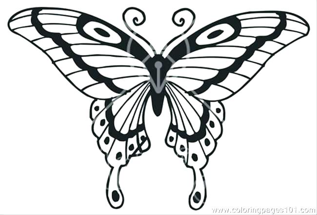 Butterfly Coloring Page Printable Fresh Realistic Butterfly 650x442 Butterfly Coloring Page Printable Fresh Realistic Butterfly